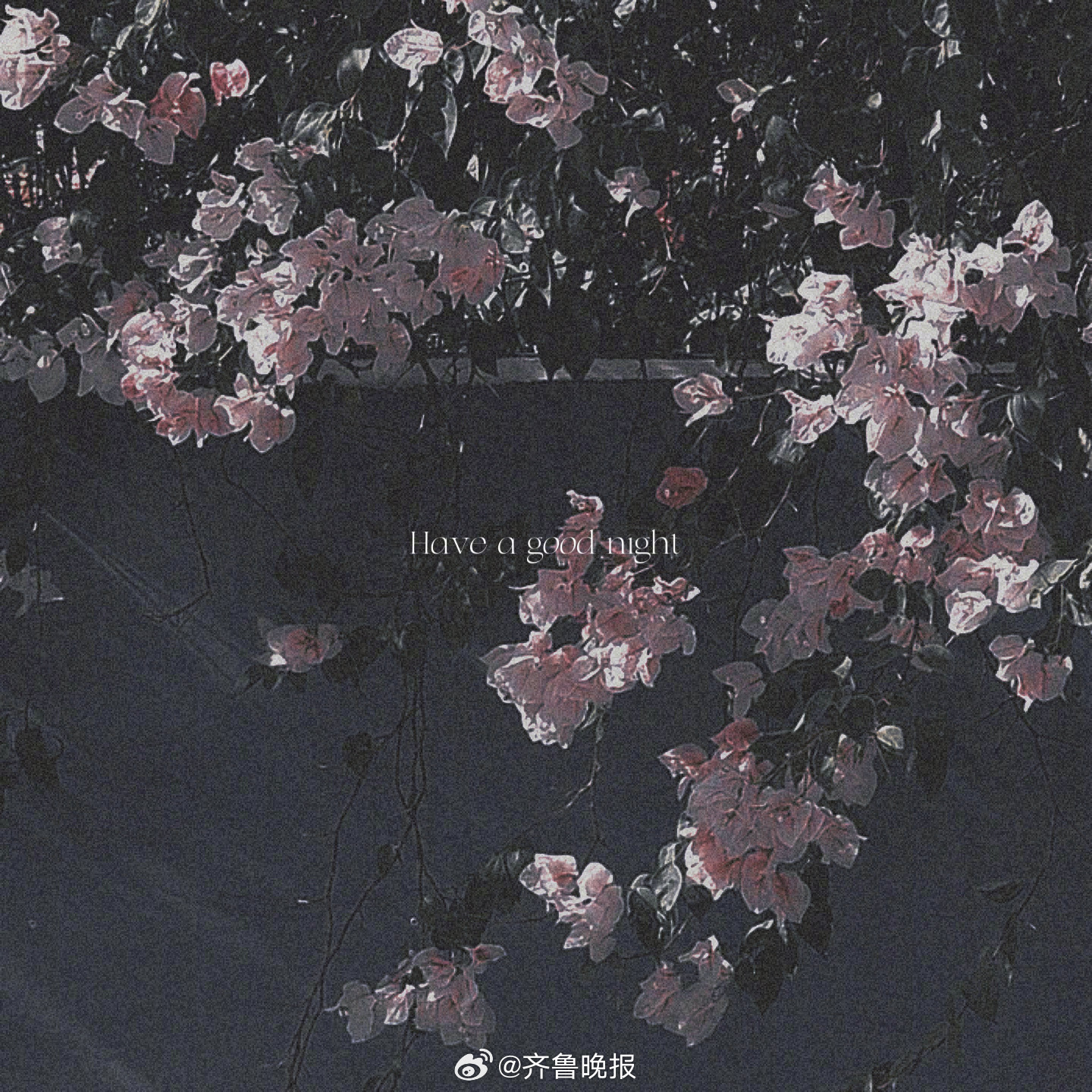 只闻花香不谈悲喜#晚安#