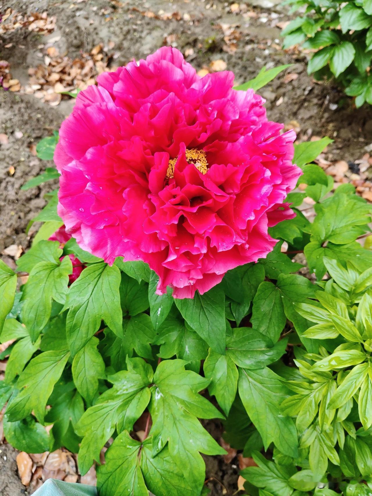 春日生活打卡季牡丹花开