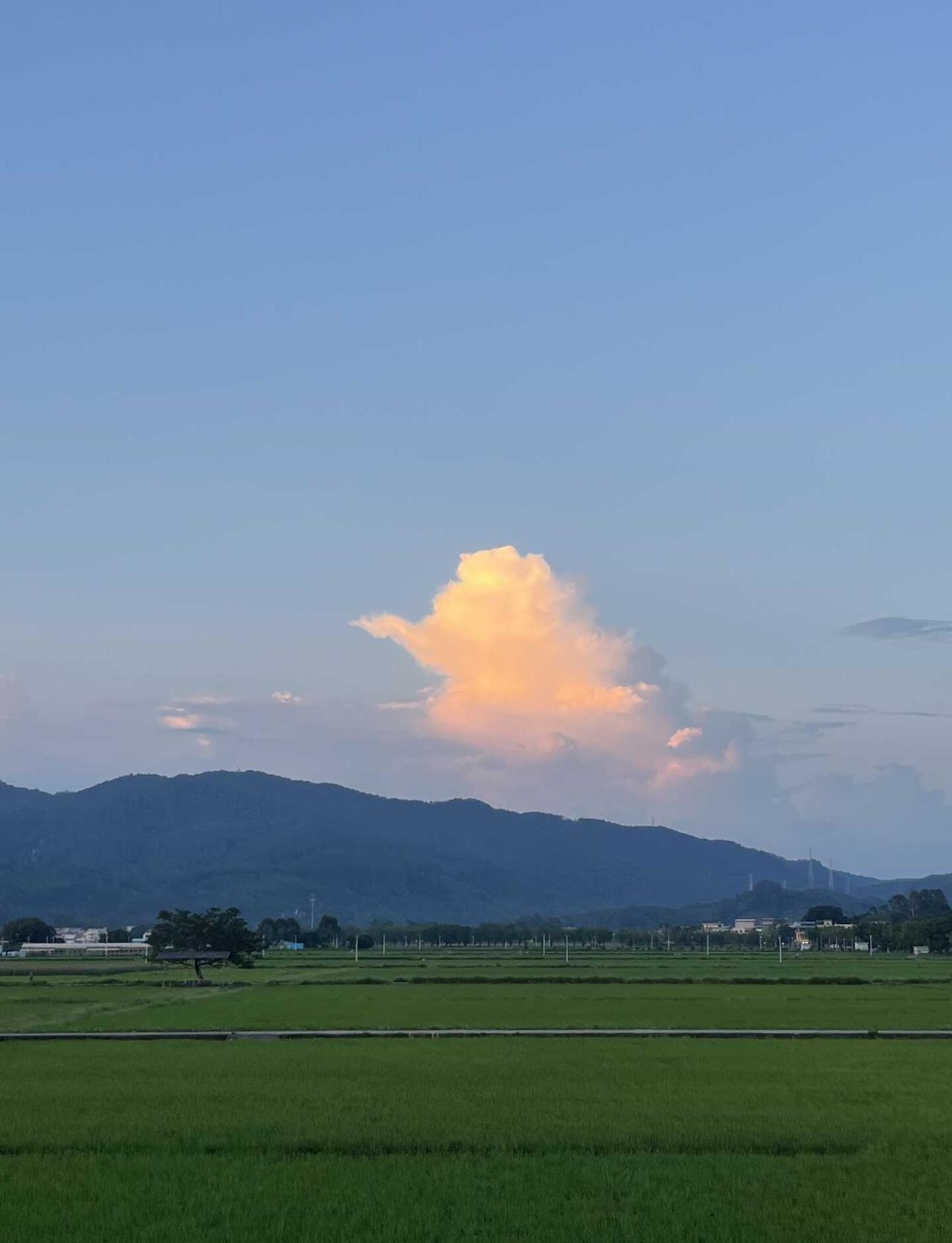 毛茸茸的稻田上飘着一只小飞象
增城区朱村稻田公园，落日余晖映照着可爱的云彩，身临