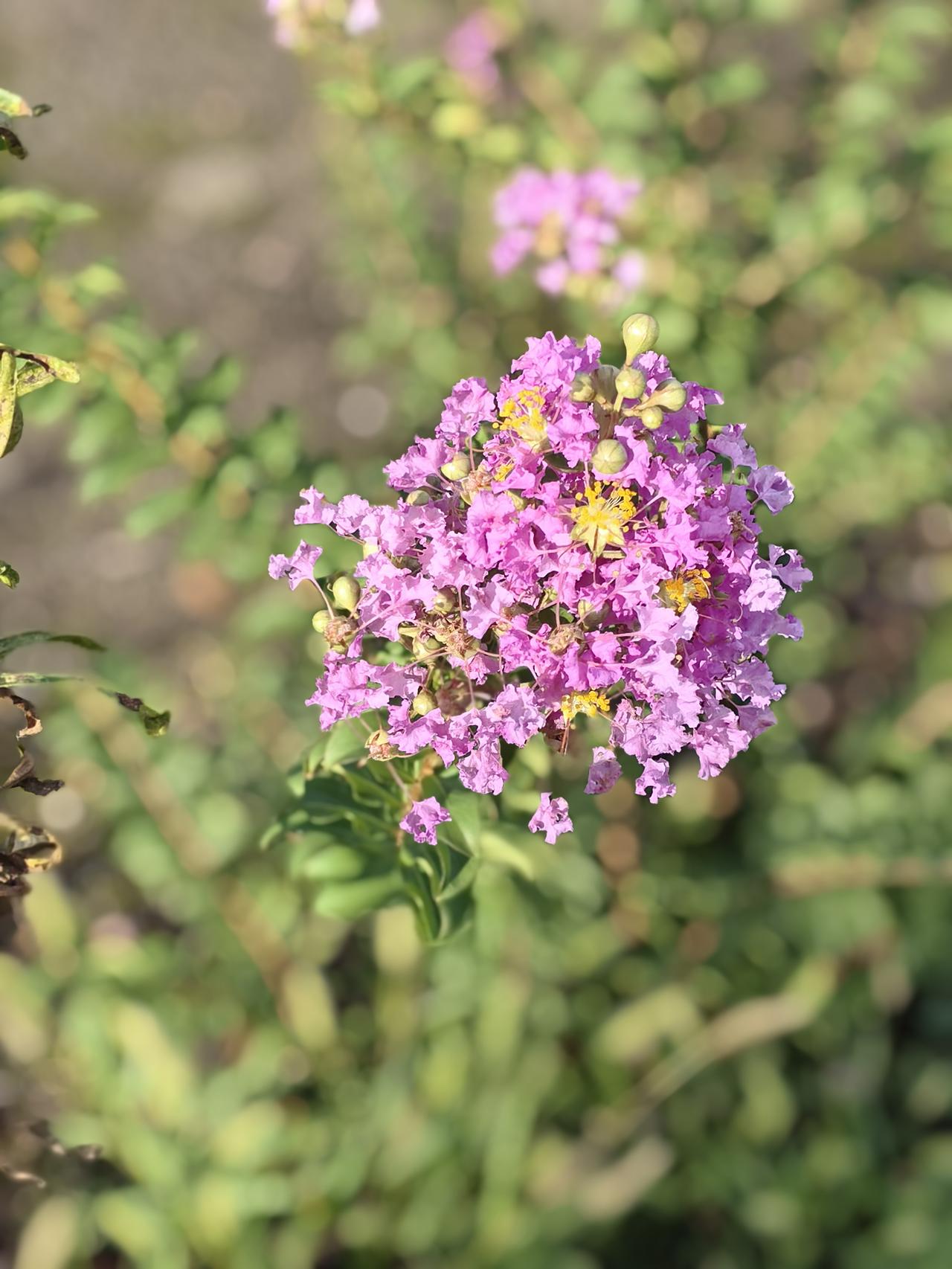 八点到校去领书，琪同学很倔犟，
非要七点就出门，一路慢悠悠。

我笑说：“看着她