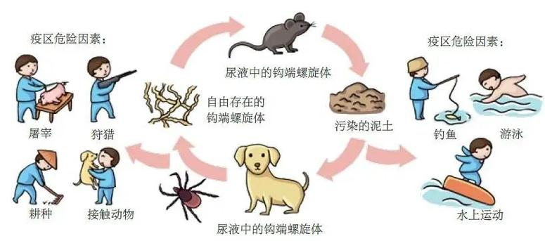 #鼠尿病致死率高达70%#【#有人赤脚下田接触老鼠尿后进ICU#】鼠尿病，其实就