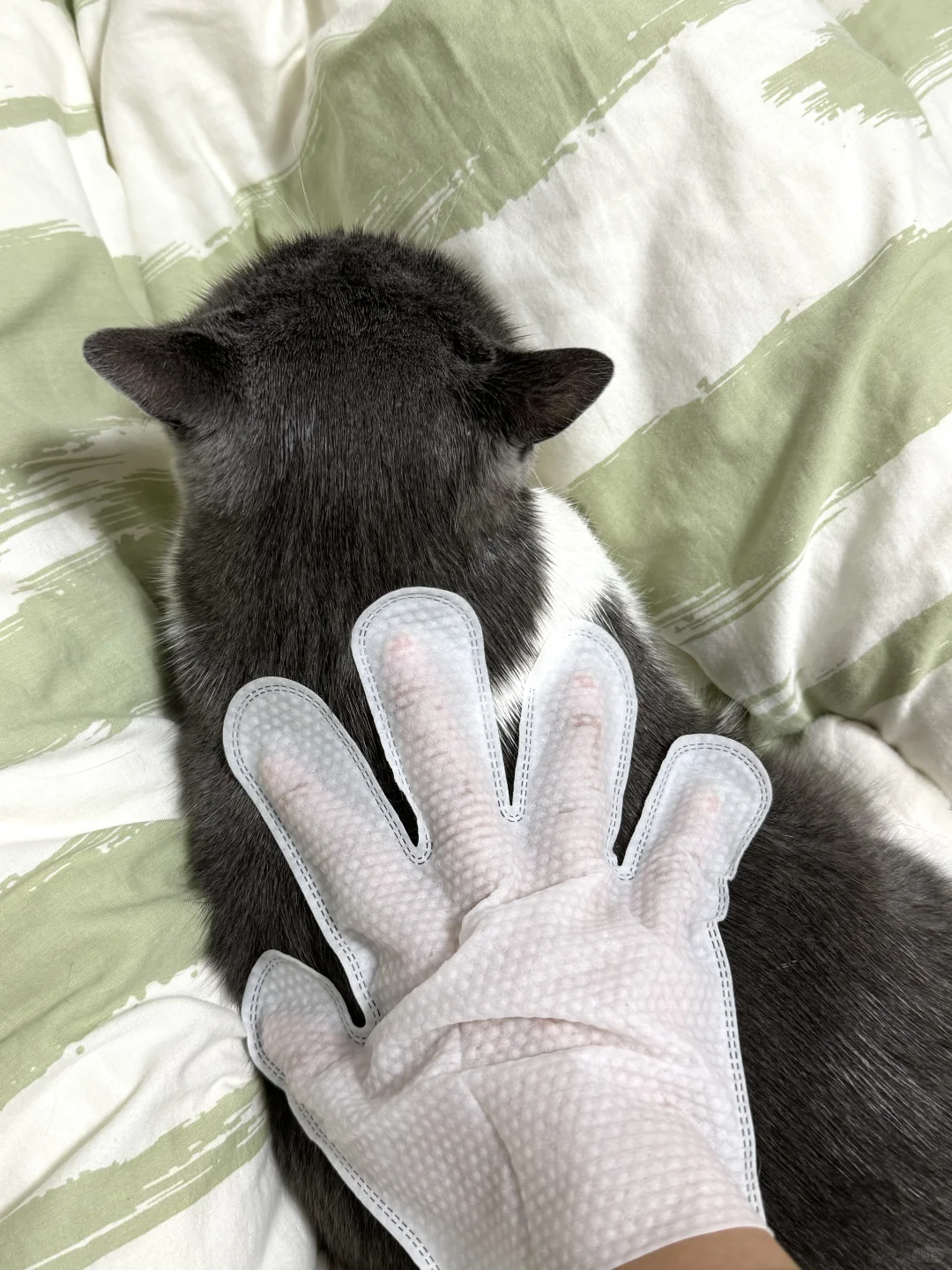 斜对面的老阳测评抗猫毛过敏猫粮真的有用吗