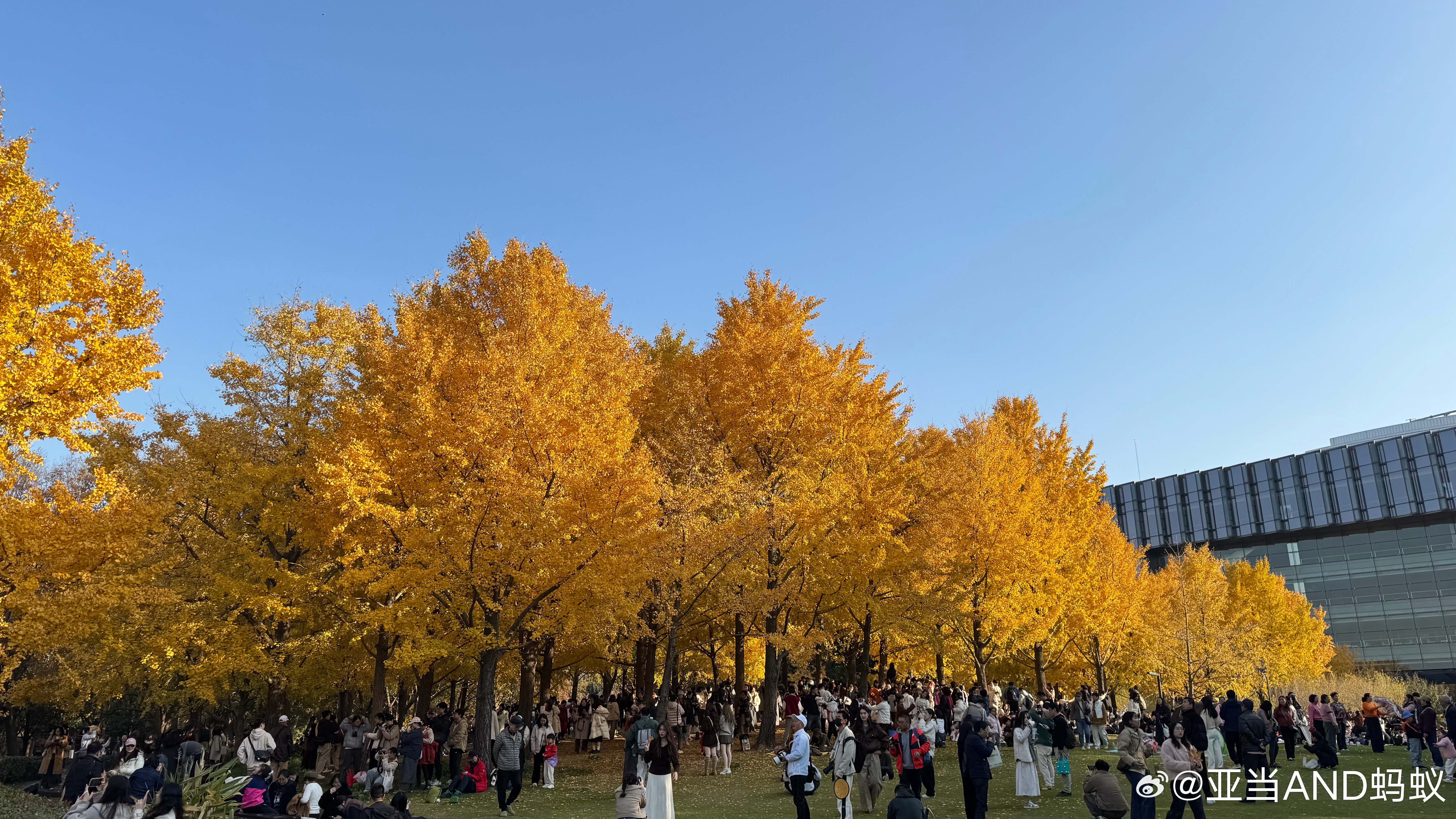 人比树叶多 上海·世博公园