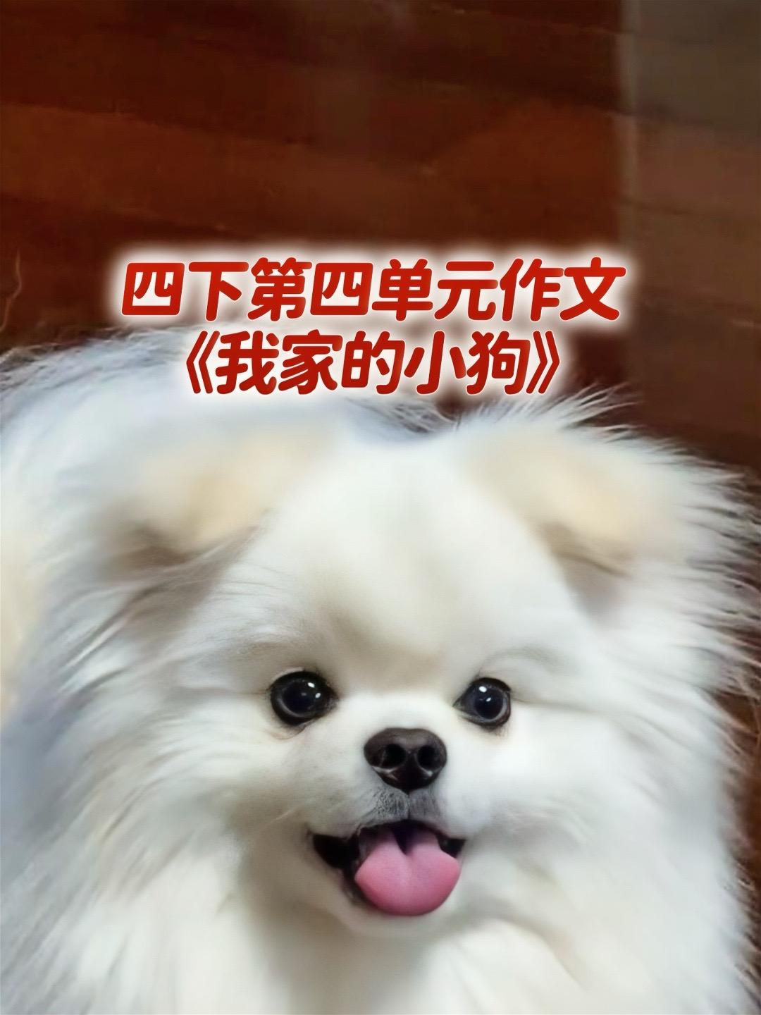 《我家的小狗》，四下第四单元作文。家长必读，小学四年级下册第四单元习作...