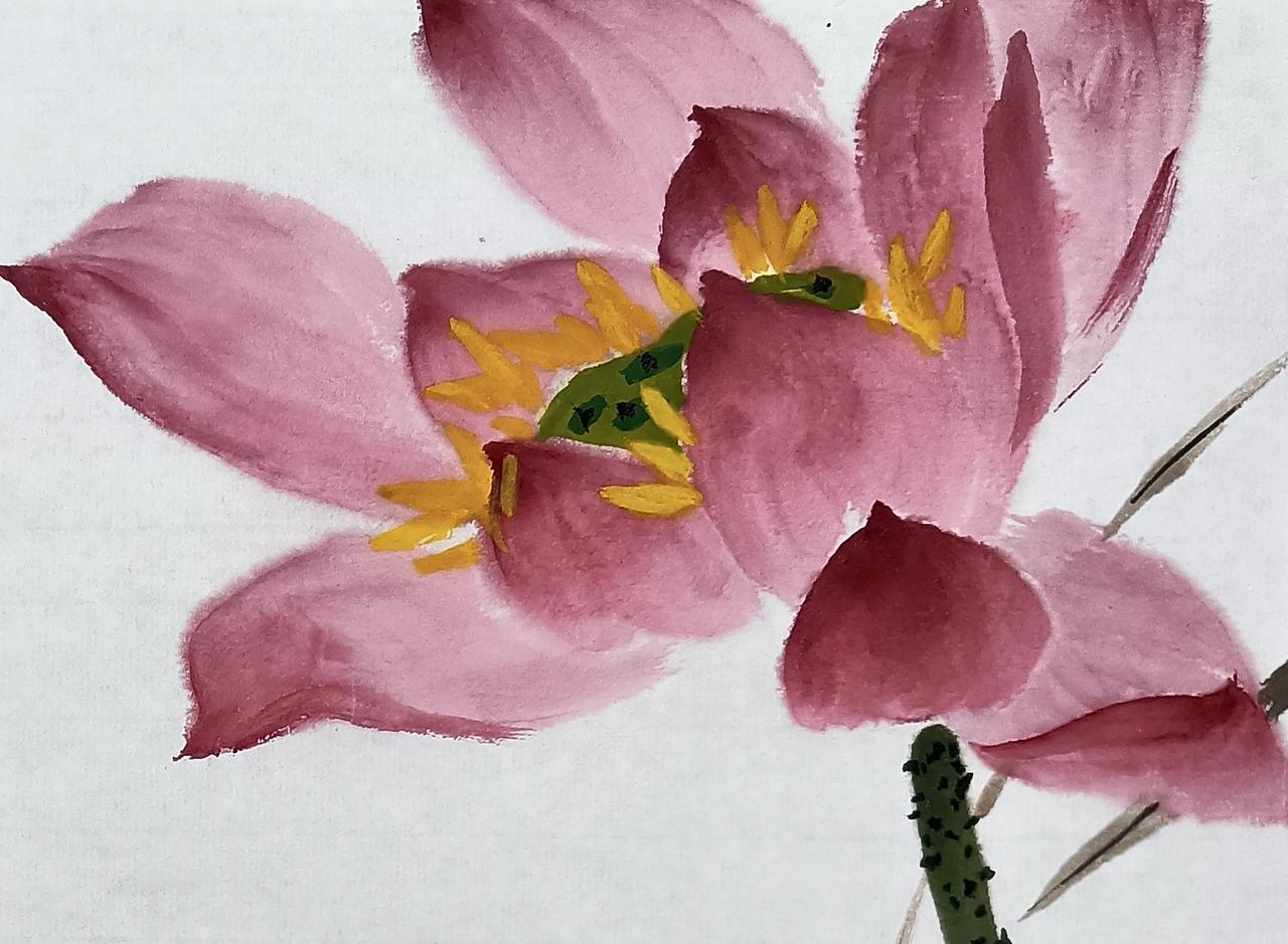 一朵荷花