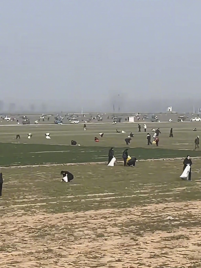 #网传安阳免费挖野菜实为承包地#【河南安阳澄清“菜地可免费挖野菜”：系承包地，采