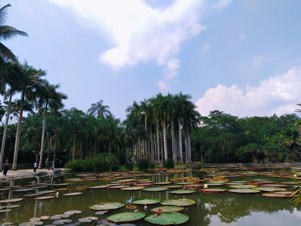 中国科学院西双版纳热带植物园，坐落于云南省西双版纳傣族自治州勐腊县勐仑镇葫芦岛，