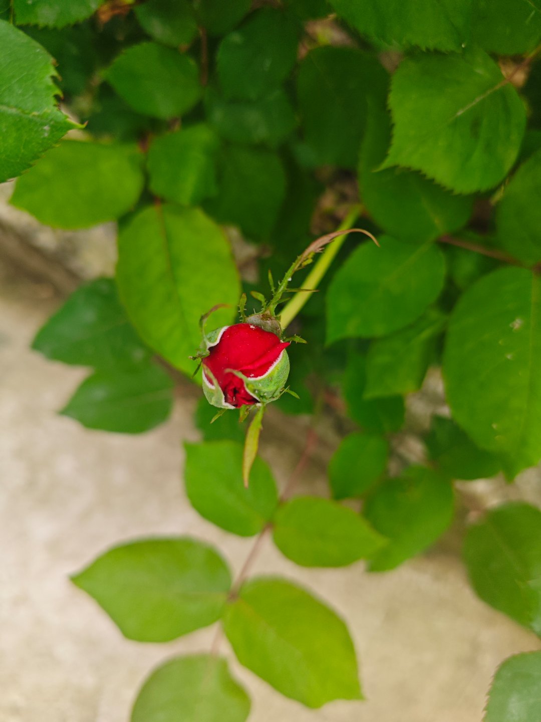 董明珠回应换车称中国汽车看吉利从认可产品到力挺行业，传递出对国产汽车最真诚的支持