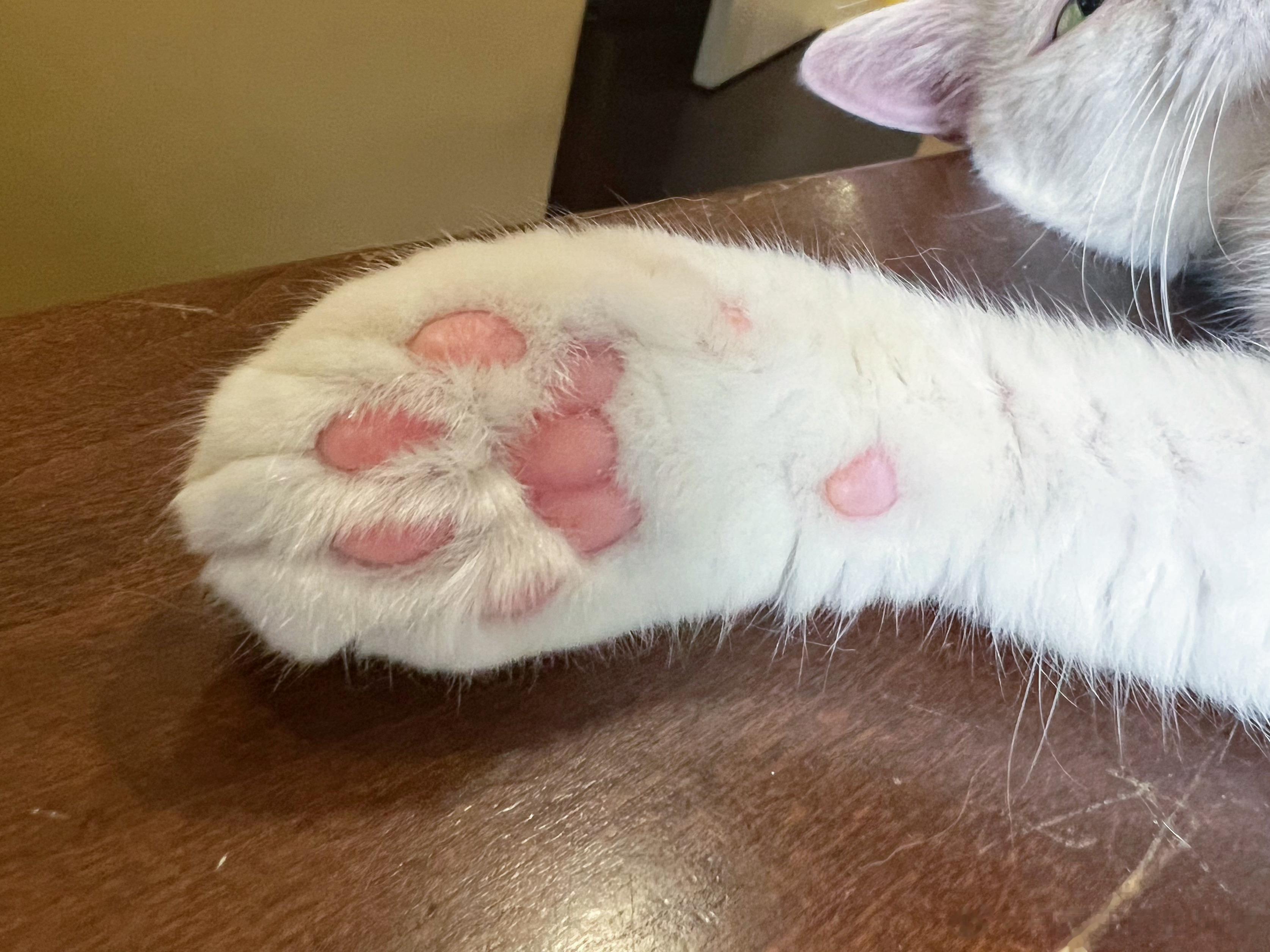 怎么会有小猫咪这么销魂的动物呢[舔屏] ​​​
