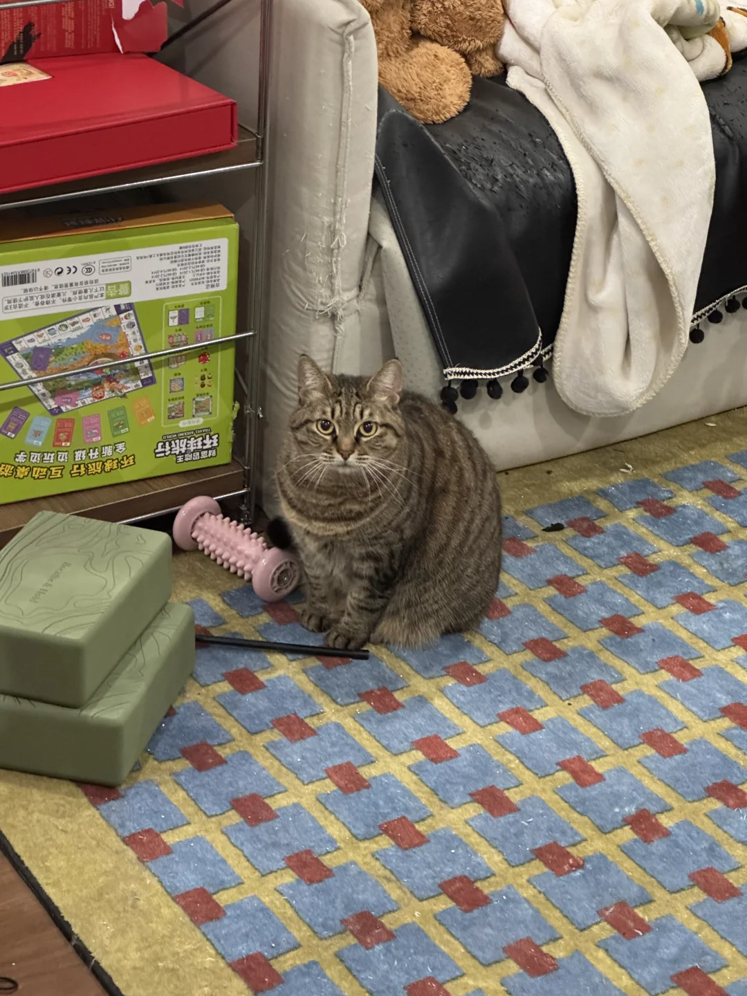 没脖子小猪🐱你好