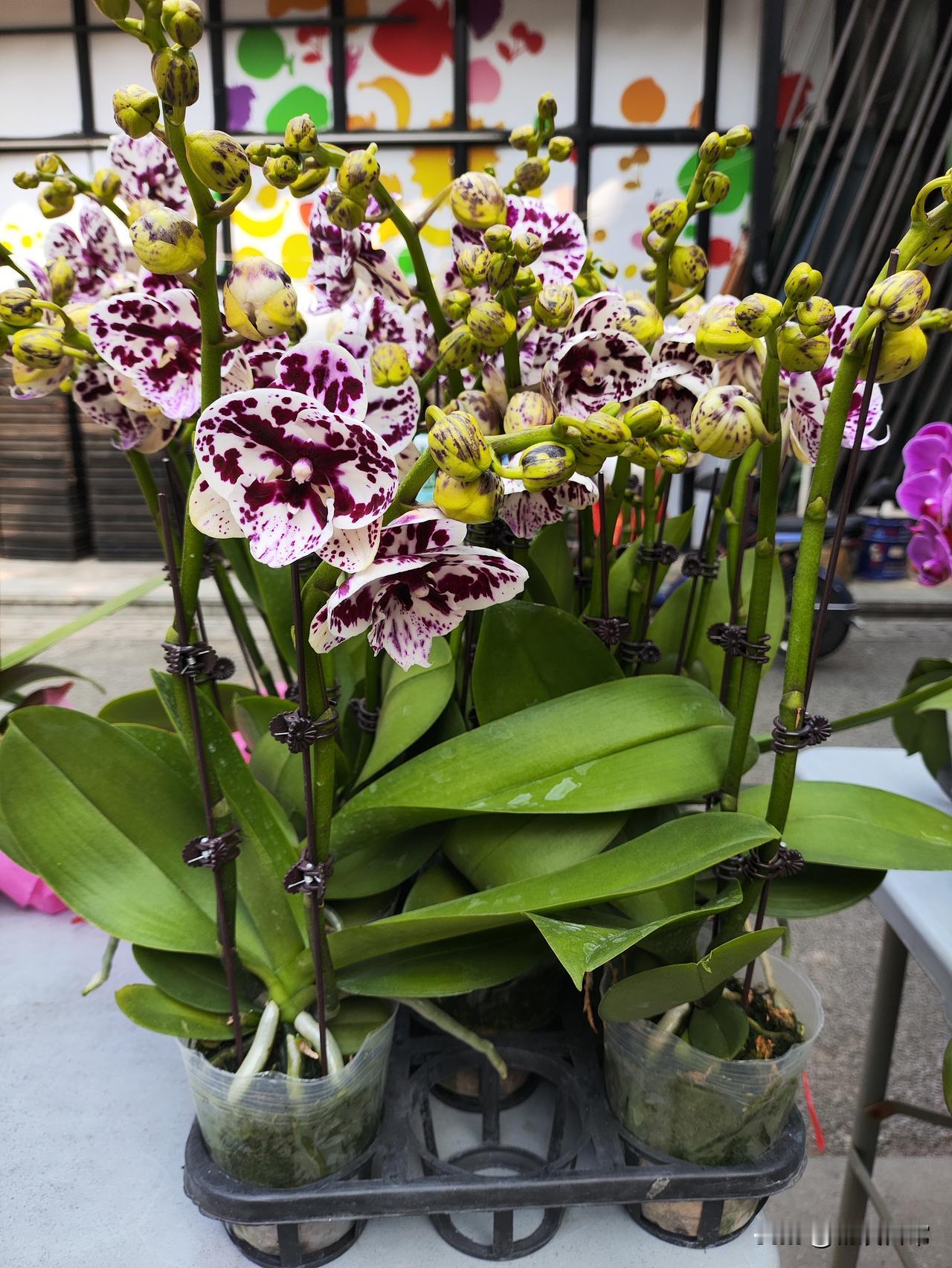 今天去市场买菜，经过一家花店，看到一麻色蝴蝶兰，和一种绣球花，问老板娘，麻色蝴蝶