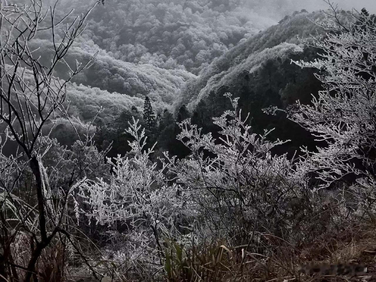 黔东南这雪下得真够猛的！树都披上了银装。寨口那棵平时绿油油的大树冠，现在枝条都快