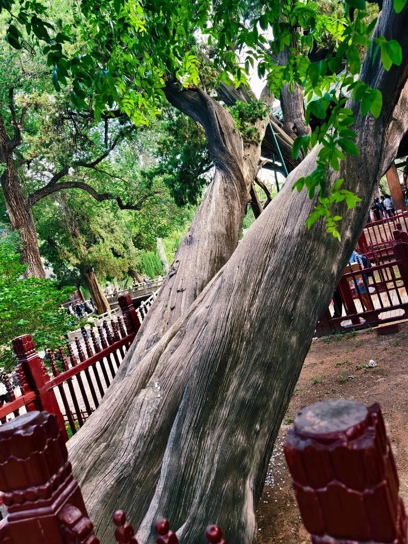 资源基础雄厚
曲阜文物景区现有古树名木20829株，500年以上一级古树超160