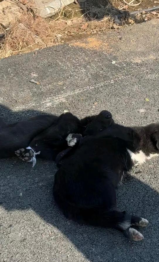 太暖心了！近日山东，女子和老公在取快递的路上，遇到卖狗的狗贩子停在自己家附近，看