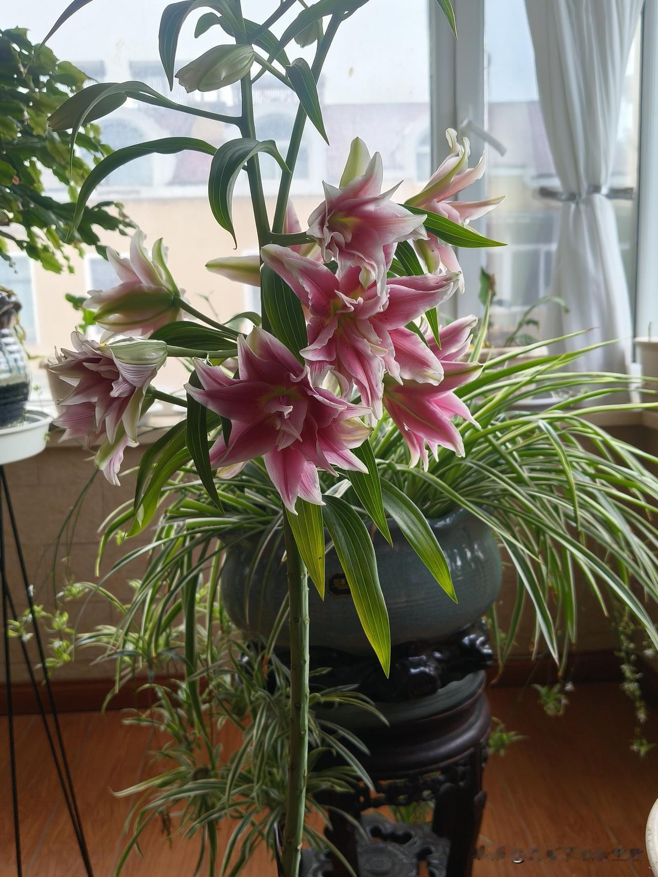今年我搞到了几个百合花种球，卖家拍着胸脯保证那是百合树，能开出十几朵百合花，仿佛
