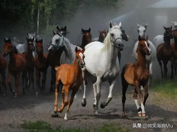 天天大地北大拜年，马年春节已经过了，这个栏目办得挺好，还有五天就要谢幕了。
感谢