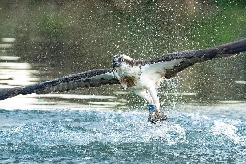 鱼鹰确实有两下子，一头钻进水中，一条活蹦乱跳的鱼就吊着上了天。