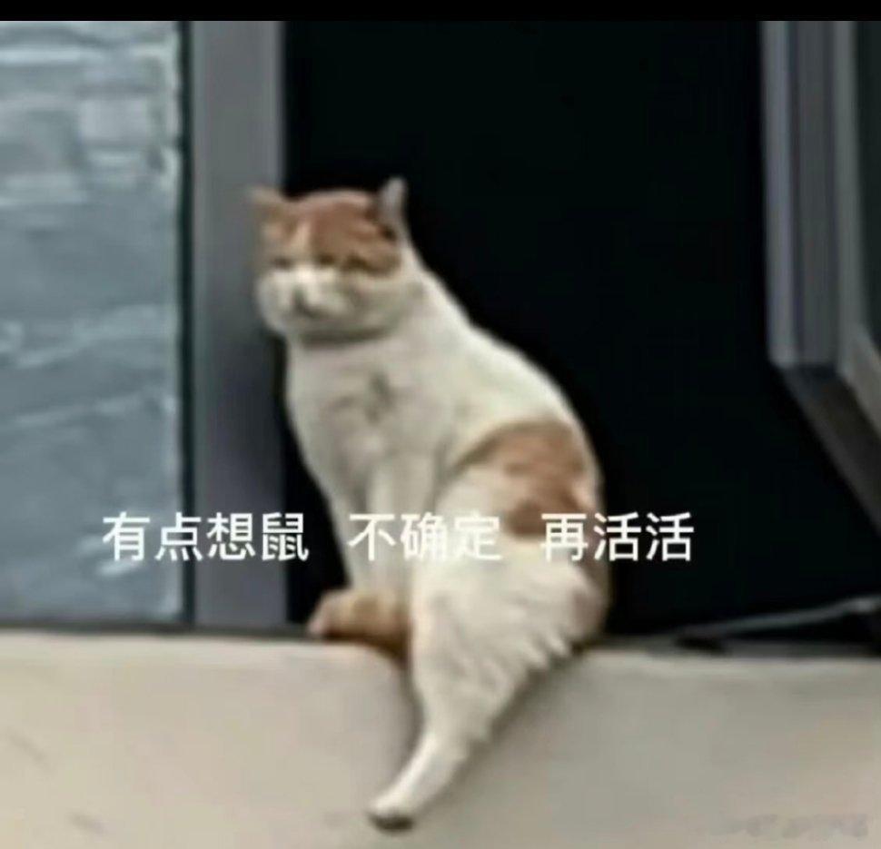 猫咪表情包。 