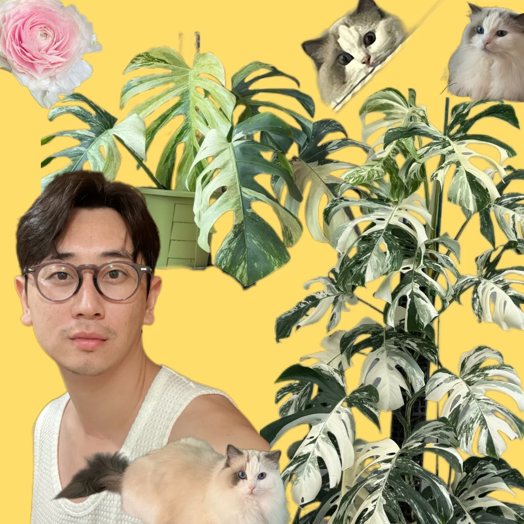 爱我的猫，爱我的龟背竹