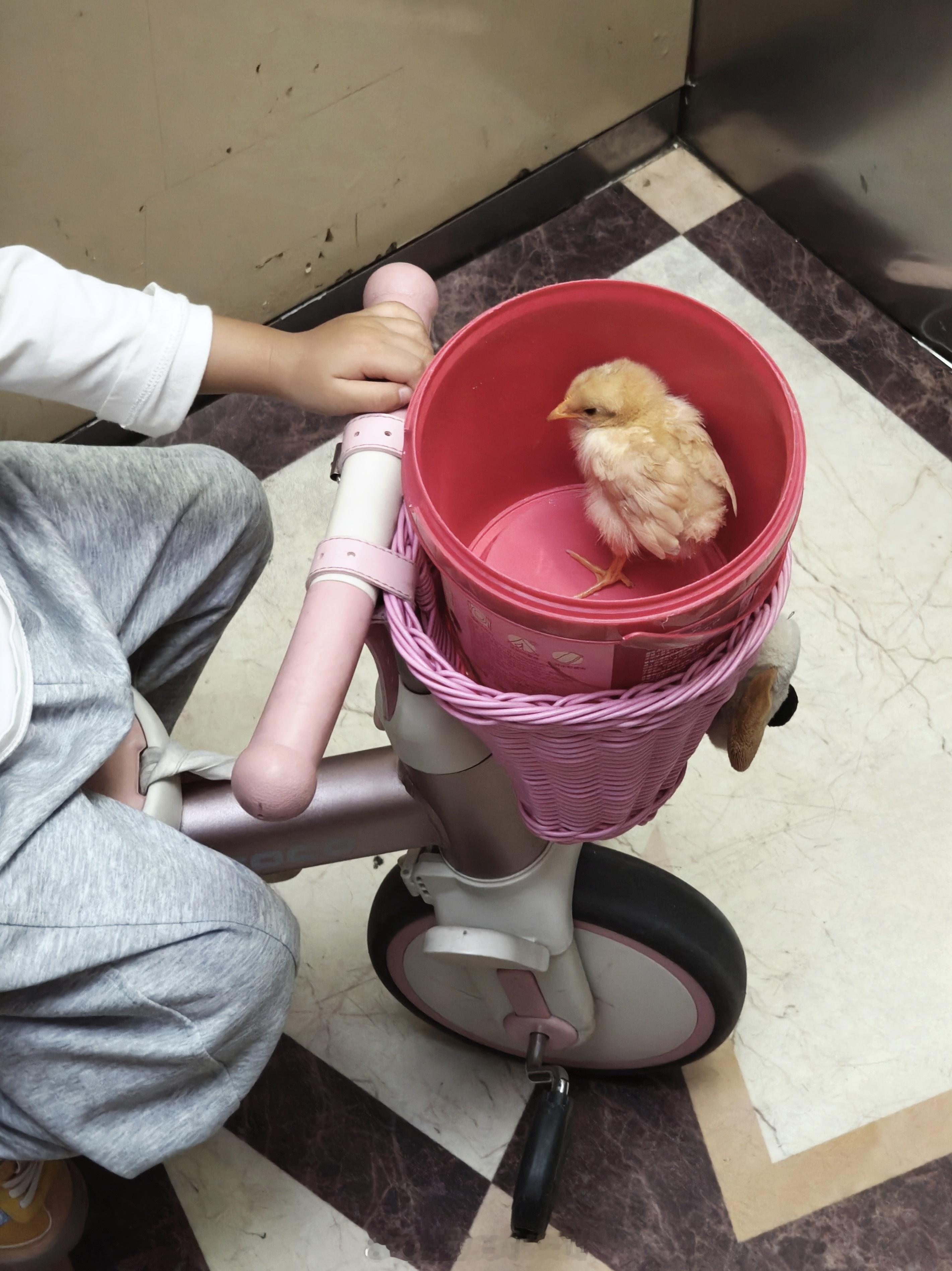 估计这只小鸡🐥做梦都没想到能过上这样的生活！现如今孩子们的宠物真的是五花八门…