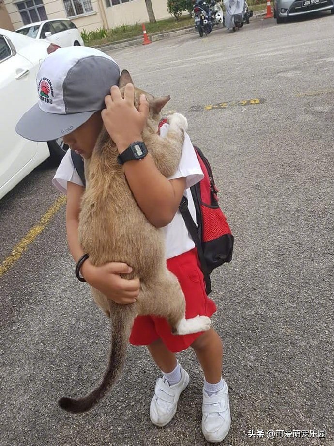 男孩准备去上学，不舍得和猫分开，他紧紧把猫抱在怀里！