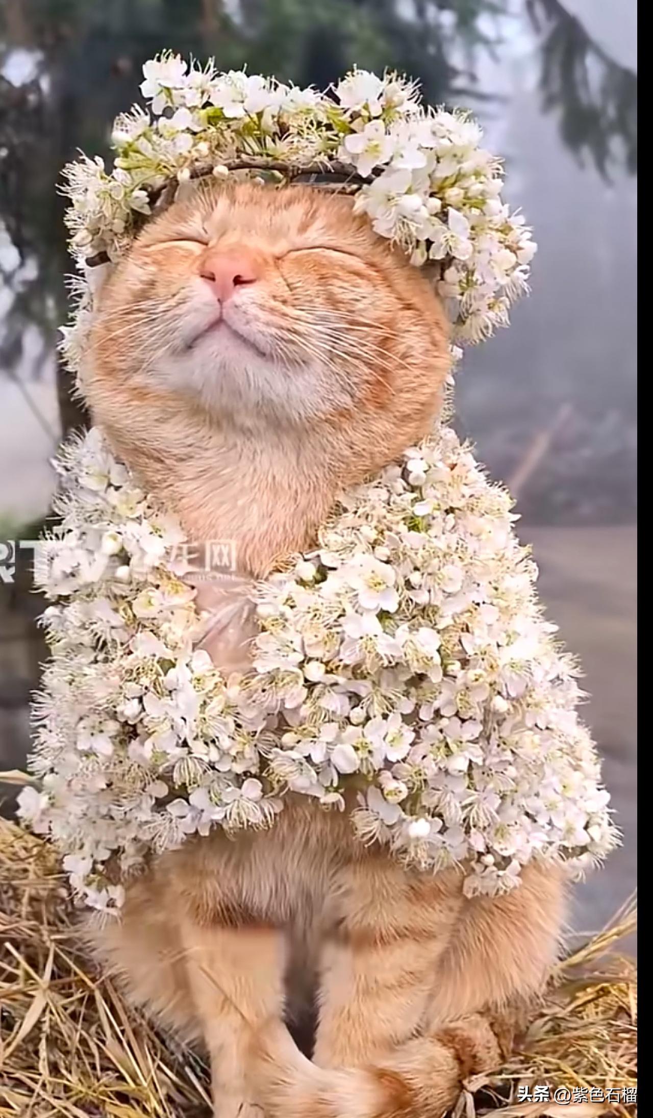 这只猫咪火到新华社啦！爱美之心，人皆有之，没想到动物和人一样，也怀揣着一颗爱美之