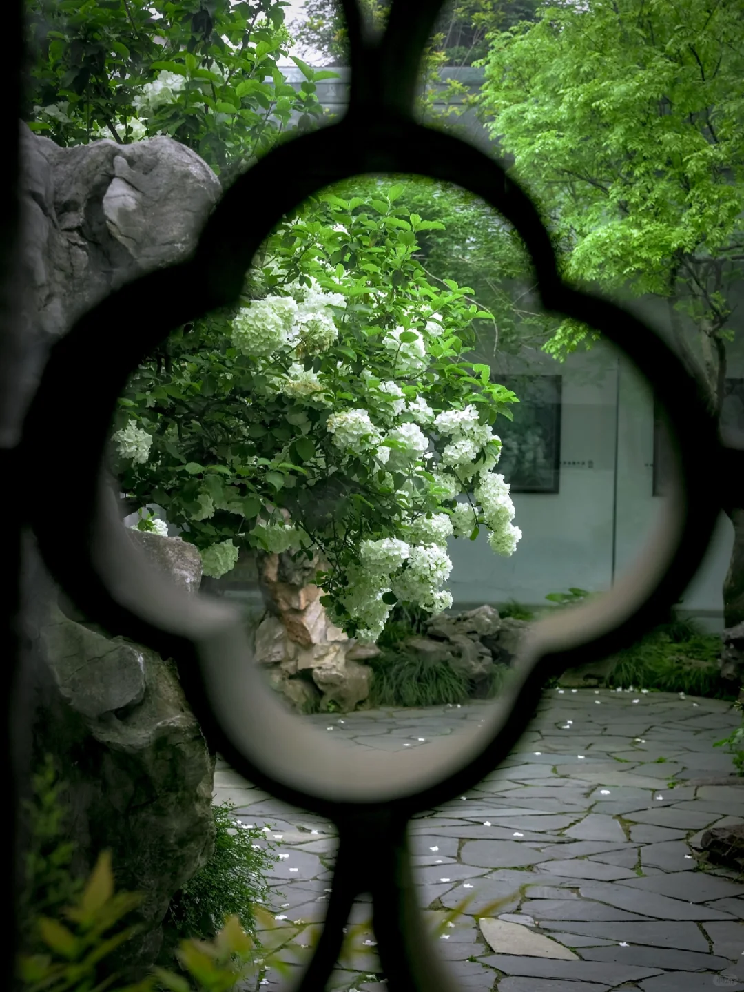 震惊‼️这个免费绝美苏州园林绣球🌳居然没人