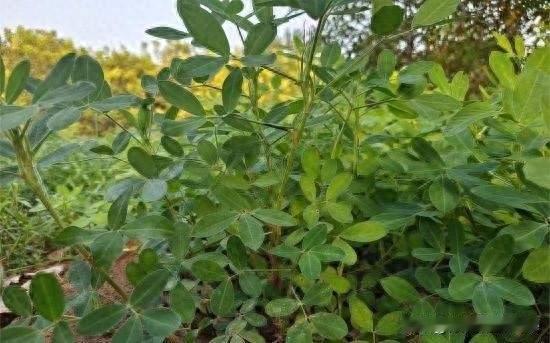 花生最后30天别偷懒！管不好一年白干