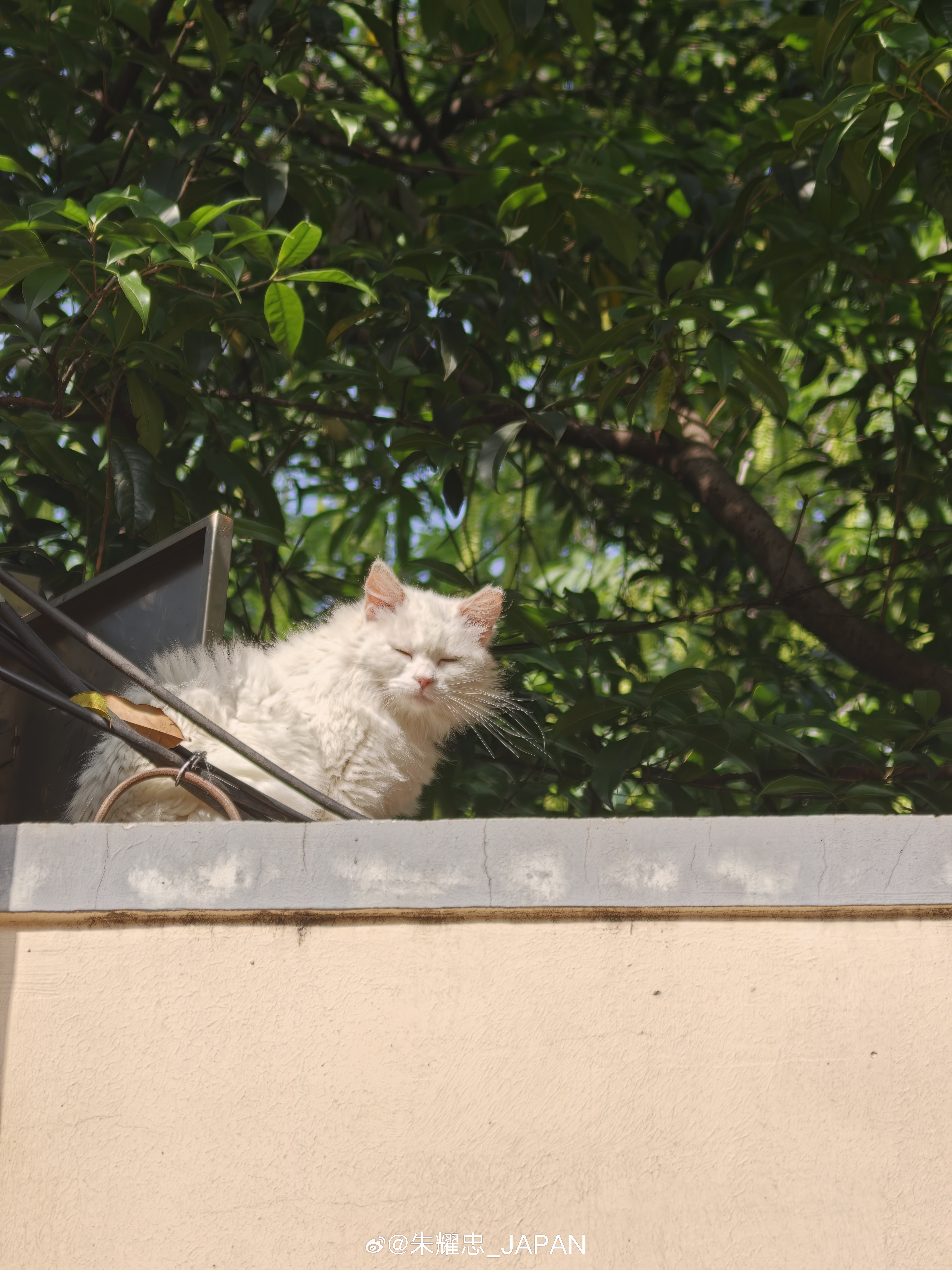 上海市区散步之弄堂里的猫咪🐱猫咪日常 上海