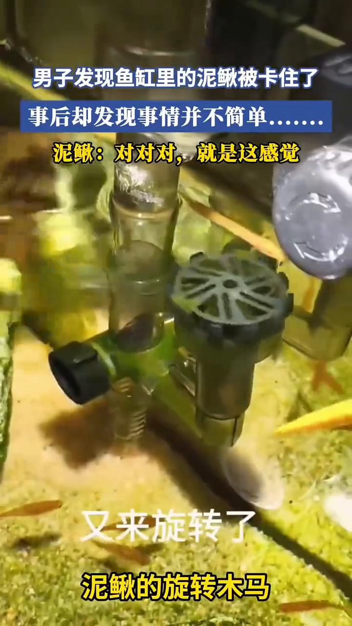 男子发现鱼缸里的泥鳅被卡住了，事后却发现事情并不简单。
昨天网友跟我说这个鱼可能