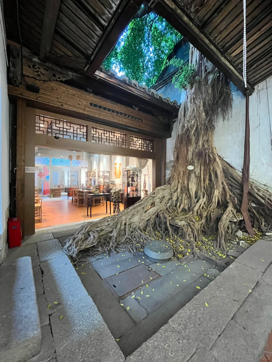 随拍｜王麒故居一棵盘根错节的大榕树