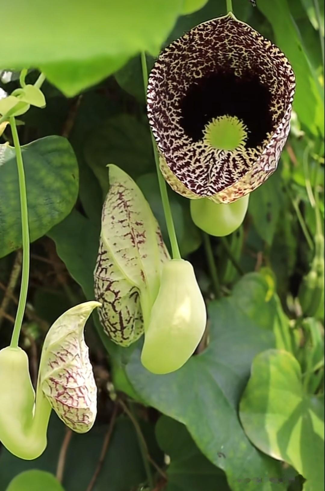 这花长得像外星生物，其实它是美丽马兜铃，也叫烟斗花、棉布花。它的花型特别像老式烟