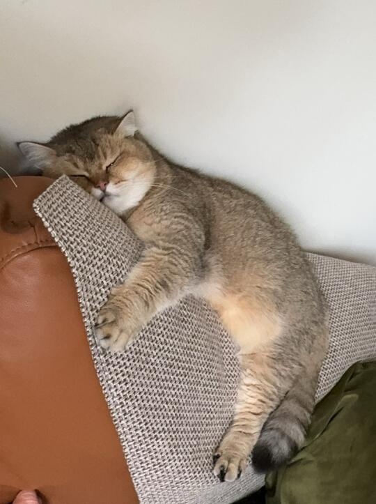 谁懂啊！小猫咪睡觉真的好可爱