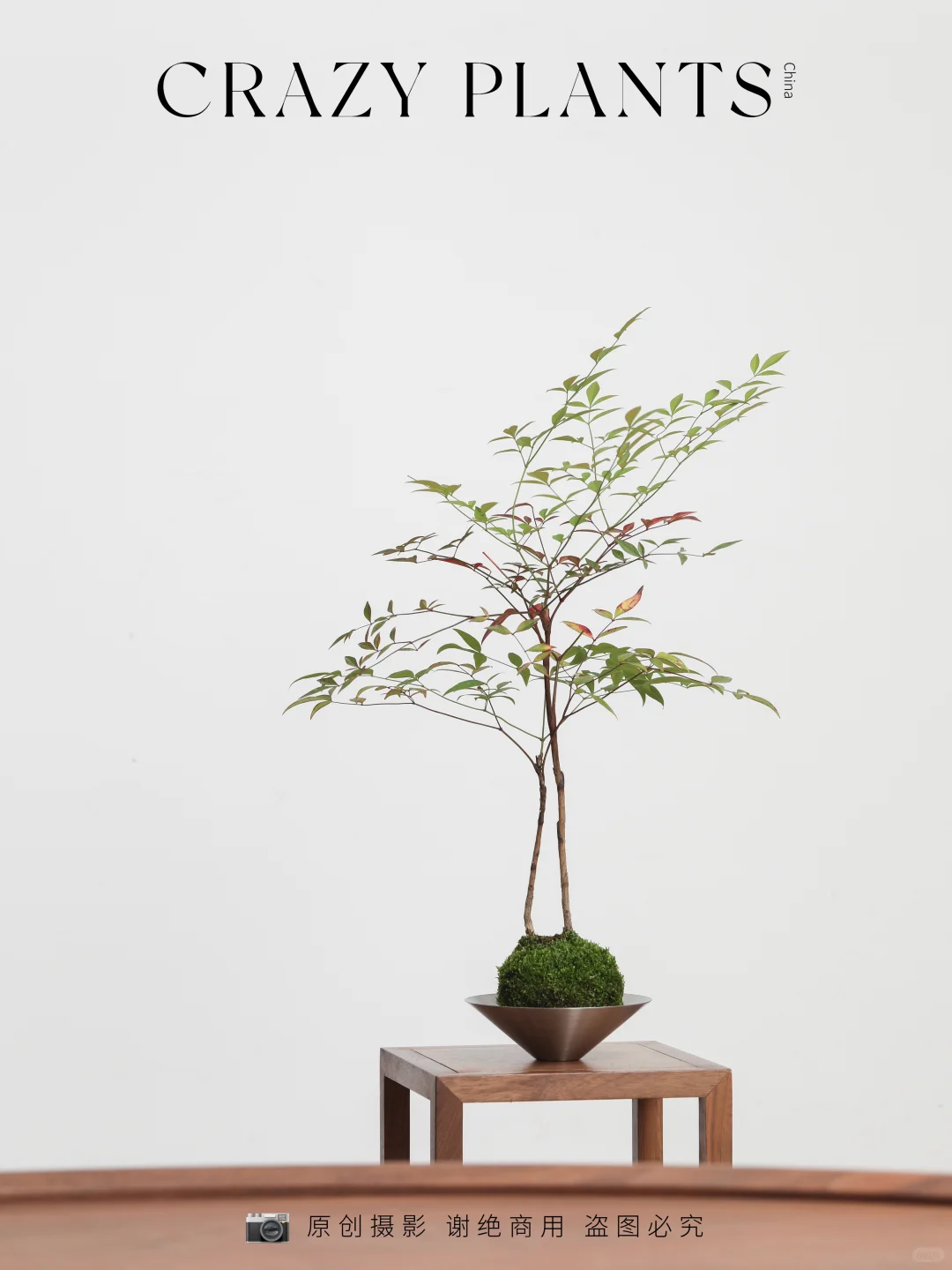 Kokedama | 一盆灵魂自由的日系南天竹