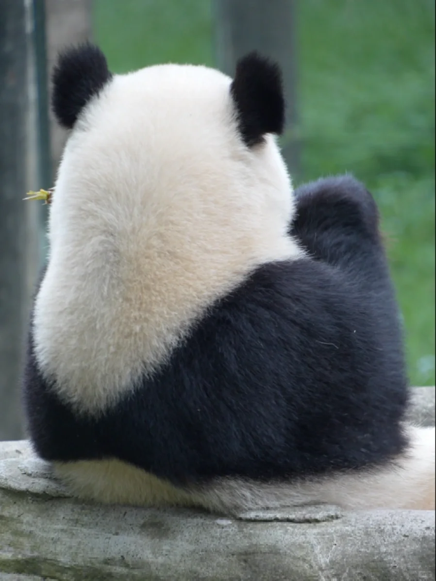 猜猜这只吹笛熊是谁？