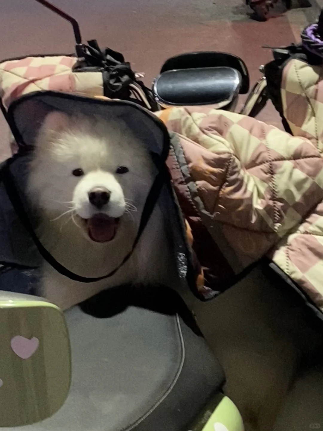 爱坐电瓶车的小公主一个