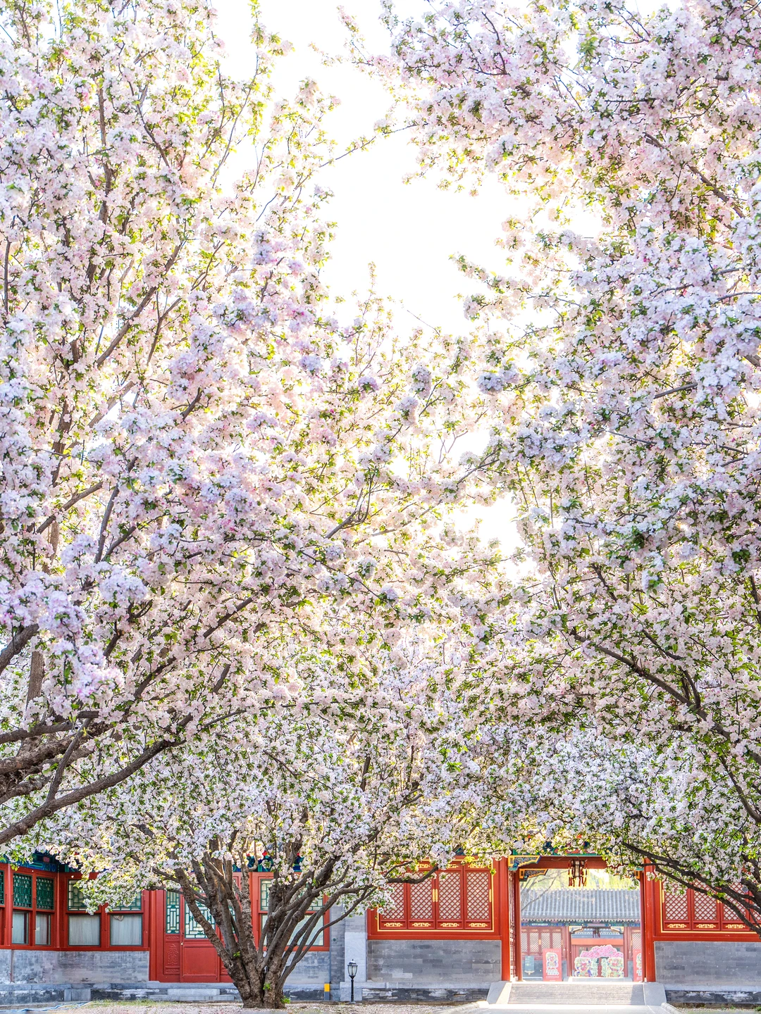 昨天趴地缝拍到的恭王府西府海棠