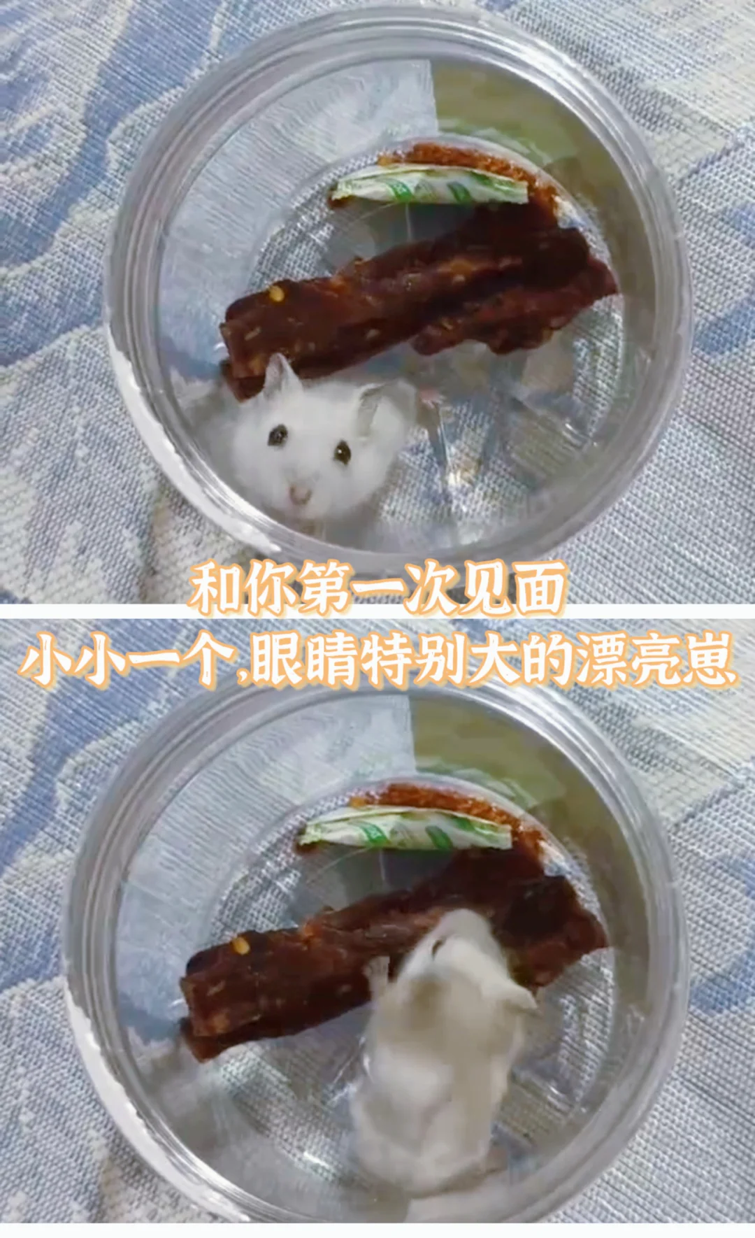 小白到家的第460天，捡到它仿佛还是昨天