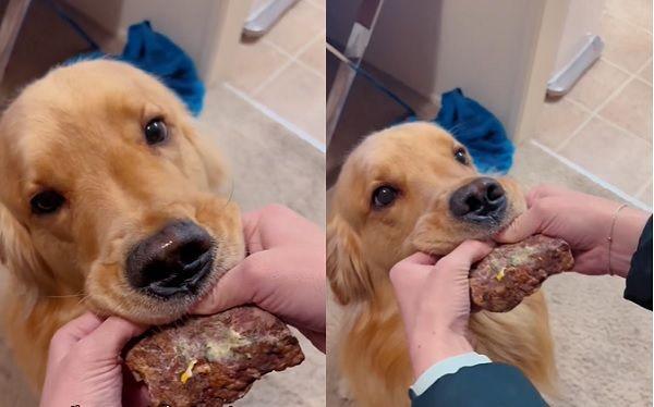 嗅到机会来临必须好好把握！美国加州一名饲主分享自家黄金猎犬「蒙特（Monte）」