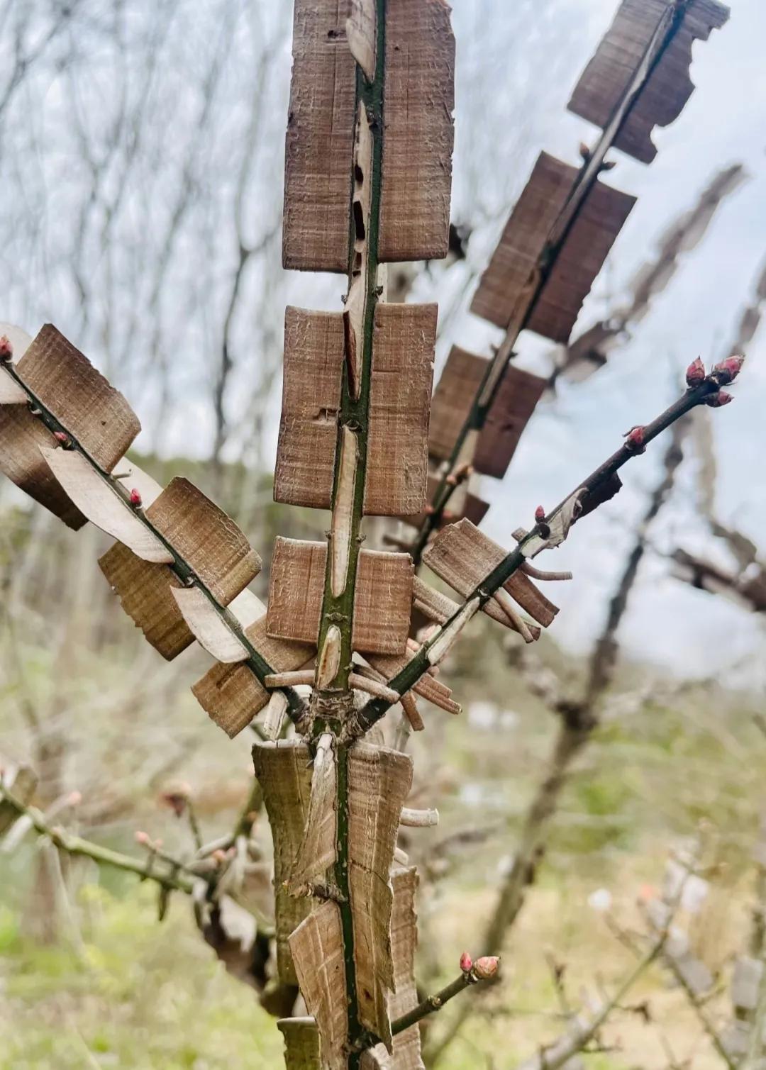 这造型也太神奇了吧！居然是自己长成这样的？简直不敢相信自己的眼睛！这到底是什么神