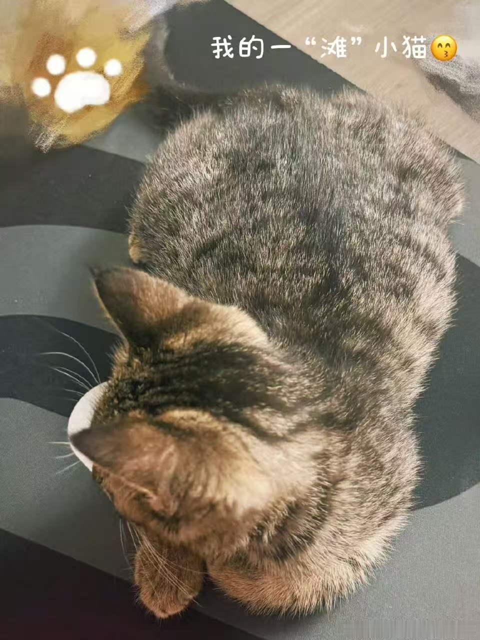 张奕然的猫叫咖啡 一想到回家还有一只超粘人的小猫咪在线撒娇。这画面也太治愈了吧，