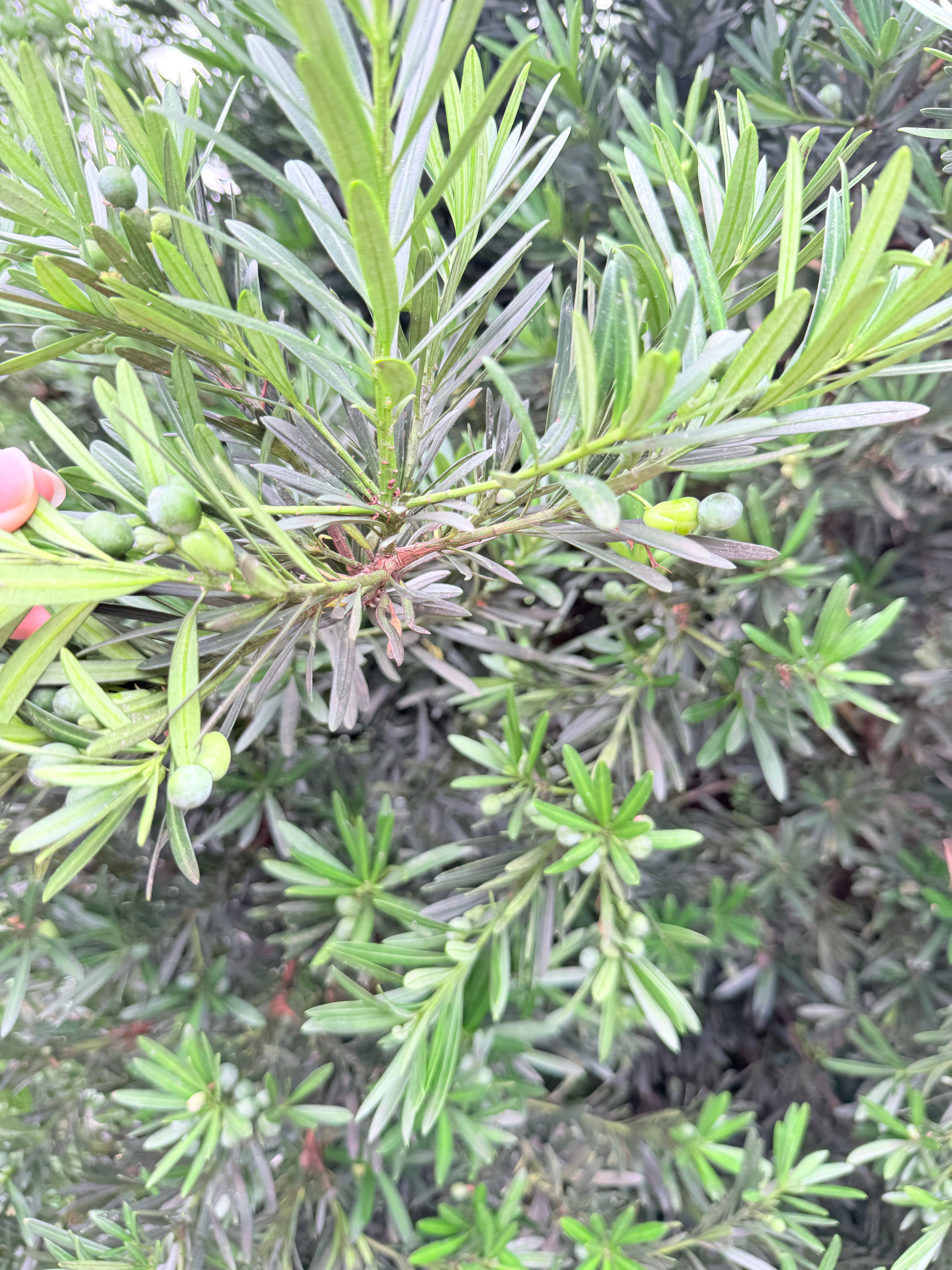 你们吃过这个没 罗汉松 