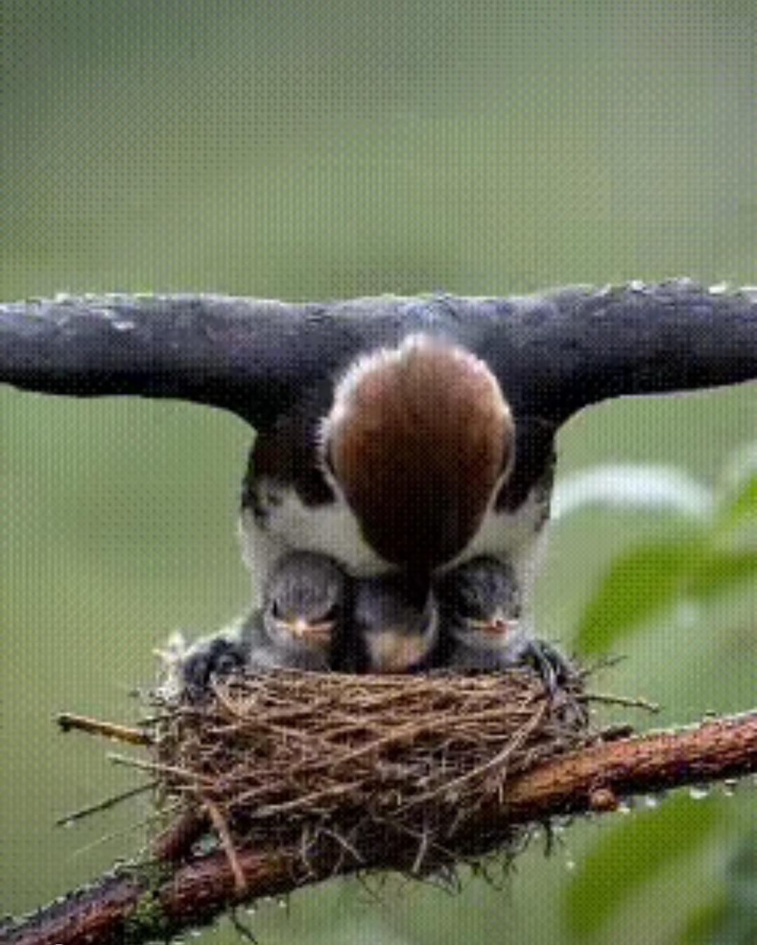 什么叫真正的保护伞！带你见识一下！真的是太神奇了！

无论动物还是人类，母爱都是