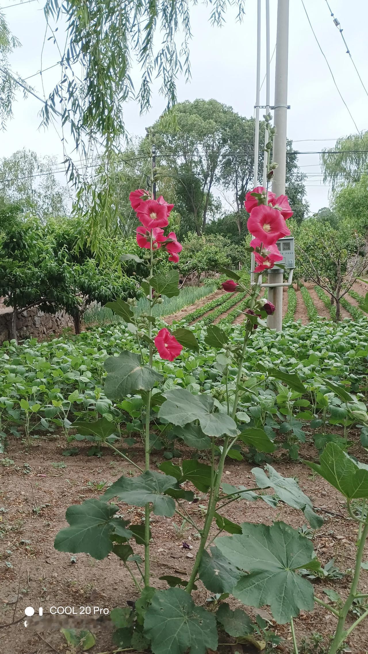 一是老品种好吃，二是施肥都是农家肥。过多施用化肥，粮食和果蔬都不好吃。速生的蔬菜