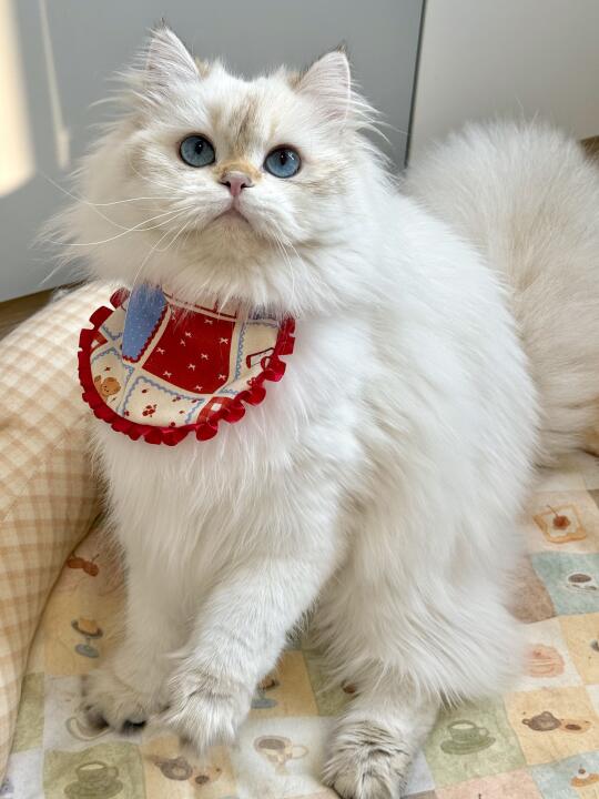 新手养猫｜皇家vs麦富迪幼猫粮真实测评