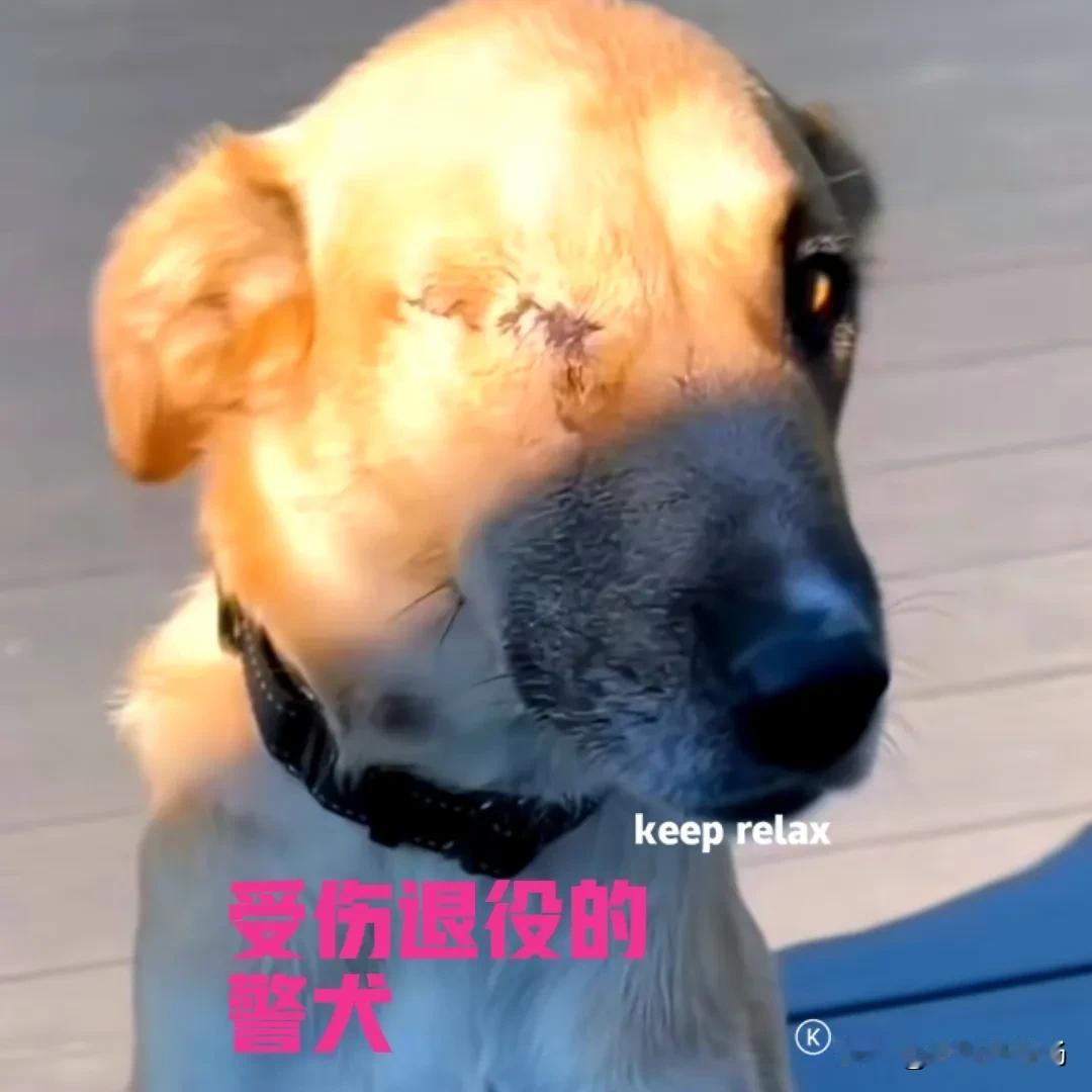 这是一只因伤退役的警犬，被一位好心的老人收养，新主人十分疼爱它。

警犬在一次紧