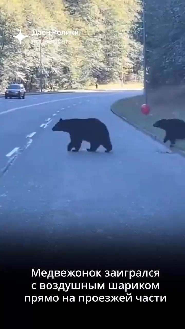 熊宝宝和熊妈妈在俄罗斯大街上溜达