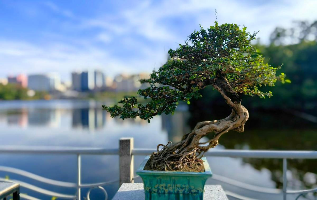 花湖公园西苑，盆景摆出全运会的气场。
不是花架子，是老匠人手里的十年功夫。
一盆