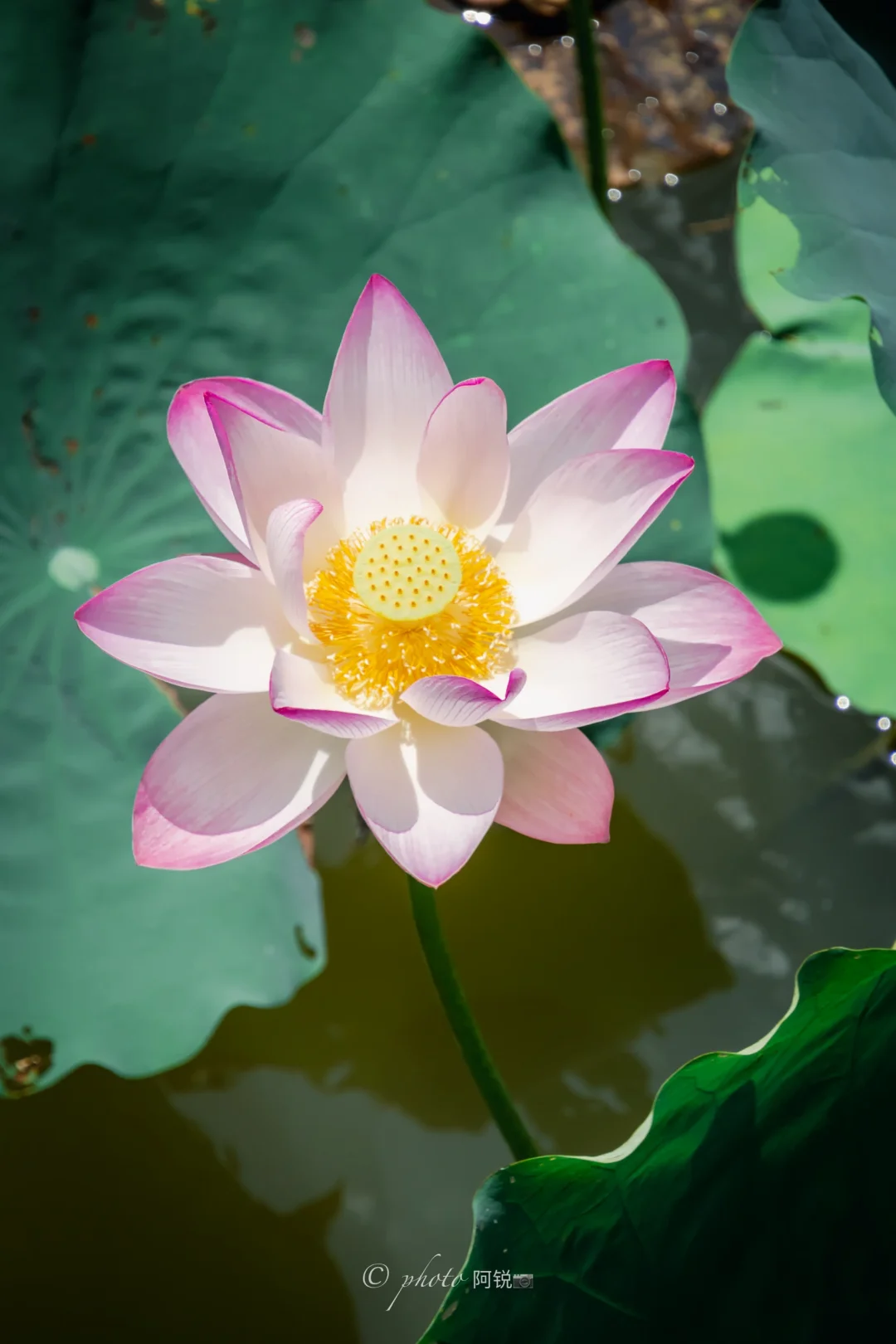5.24实拍，洪湖公园的荷花已经悄悄绽放🪷