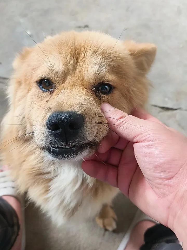 这只狗，虽然不是我家的狗，但是是我家金毛的崽，一天到晚就找我贴贴。我想所有的毛孩